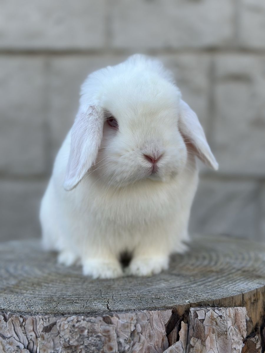 REW Holland Lop Female