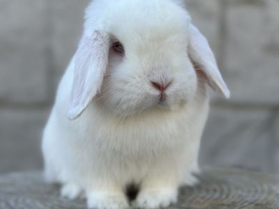 REW Holland Lop Female