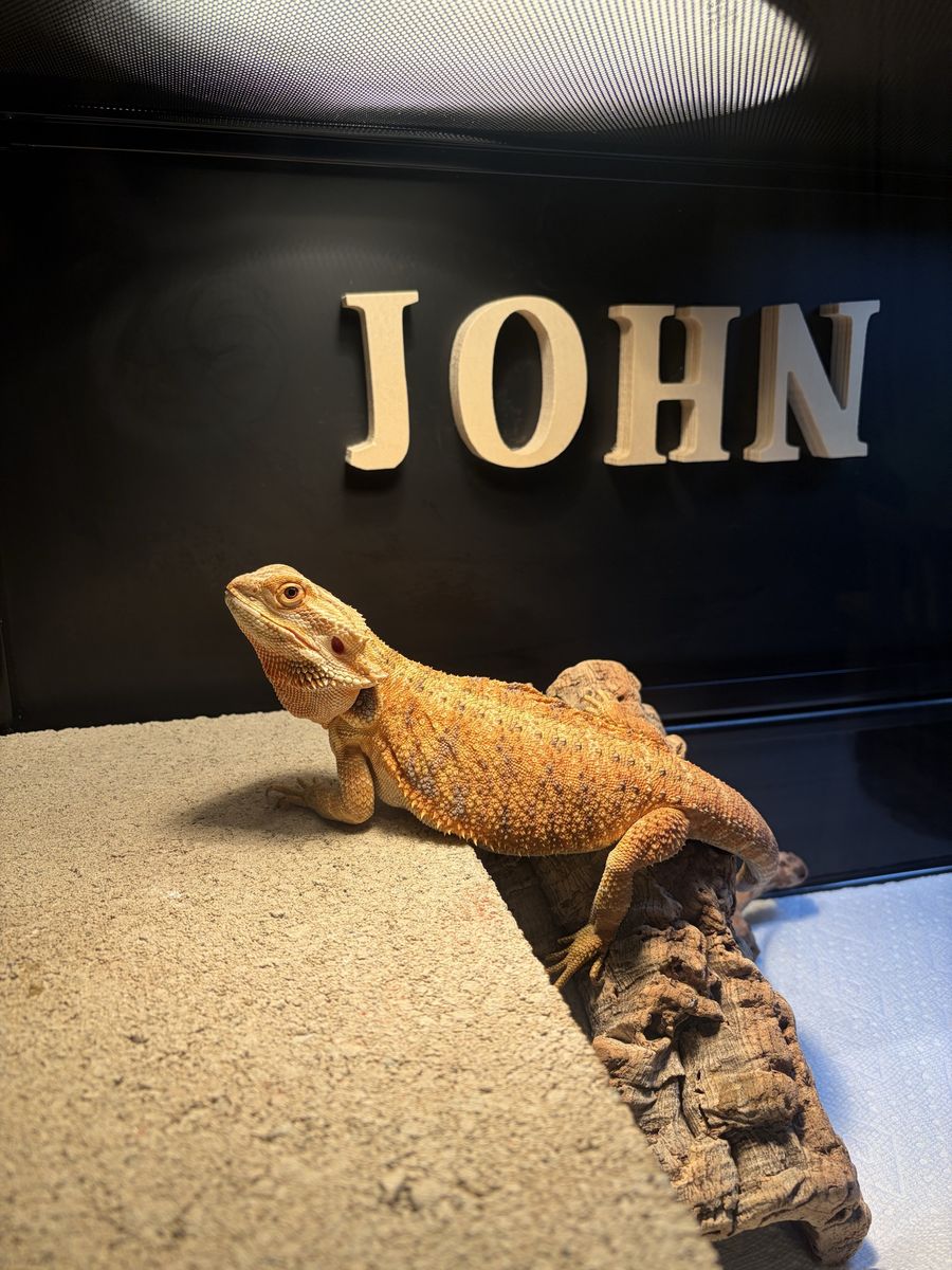 Female Bearded dragon with 64 gallon tank and everything included