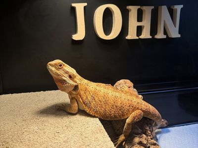 Female Bearded dragon with 64 gallon tank and everything included