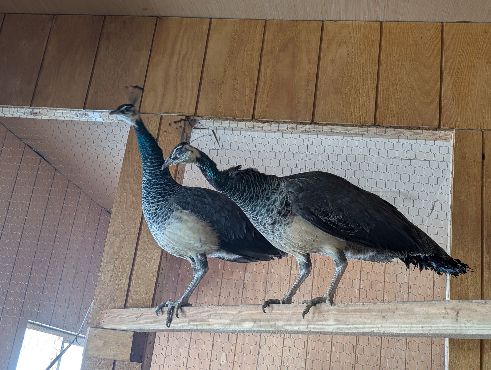 peahens