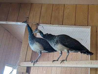 peahens