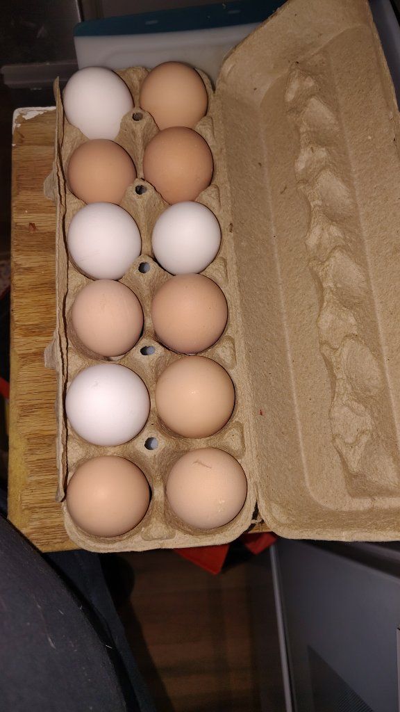 chicken eggs