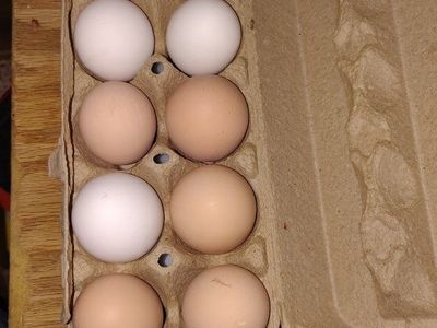 chicken eggs