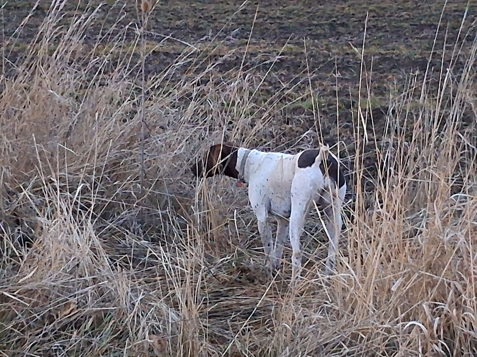 Lost dog was picked up by lady in grey suv in Franklin by the maverik