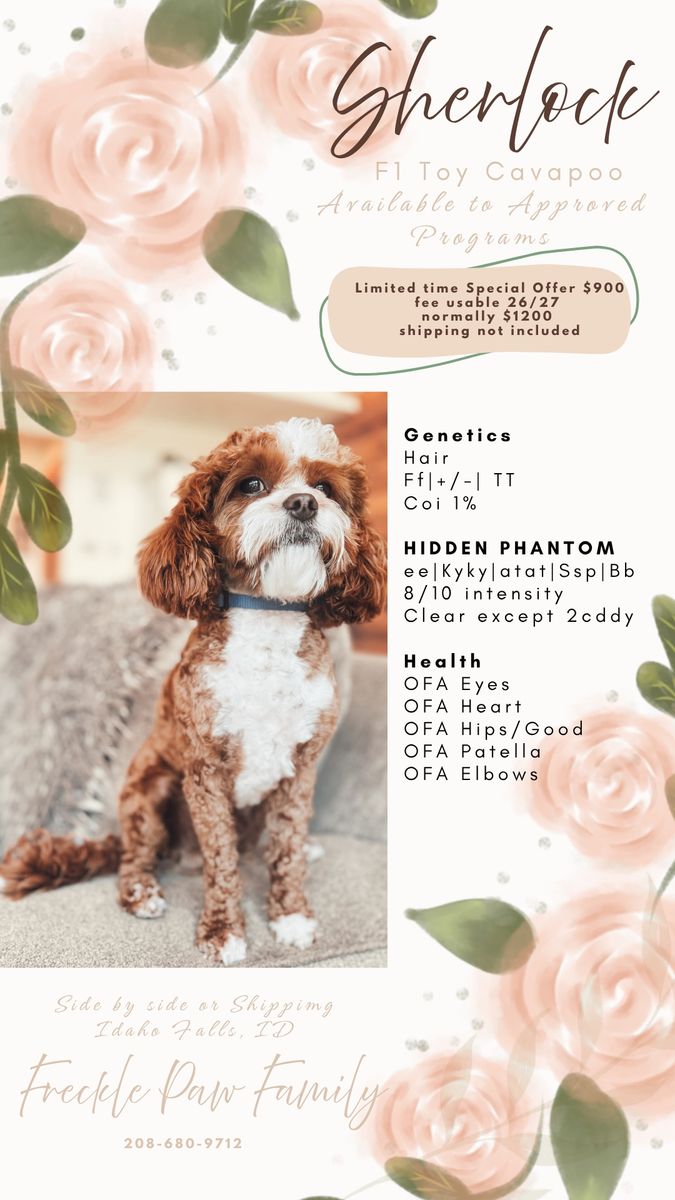 F1 Toy Cavapoo Stud - 7 lbs Sherlock Stud Service