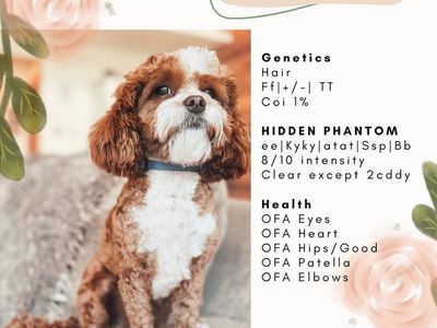 F1 Toy Cavapoo Stud - 7 lbs Sherlock Stud Service