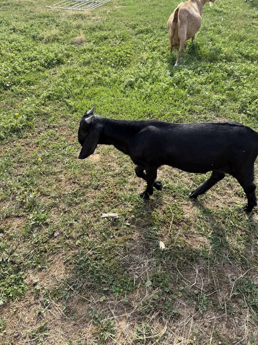 Boer Buckling 