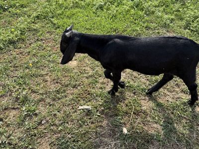 Boer Buckling