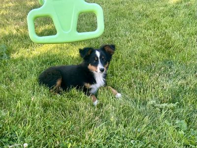 Adorable Male Toy/Mini Australian Shepherd Puppy - ASDR Registered, Vaccinated