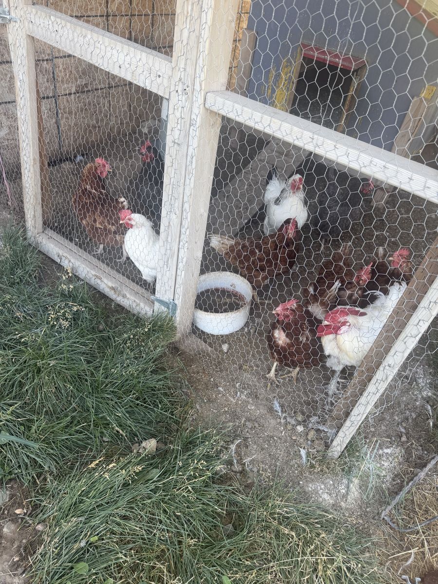 10 hens and rooster