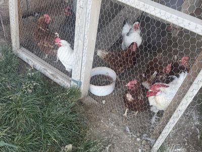 10 hens and rooster