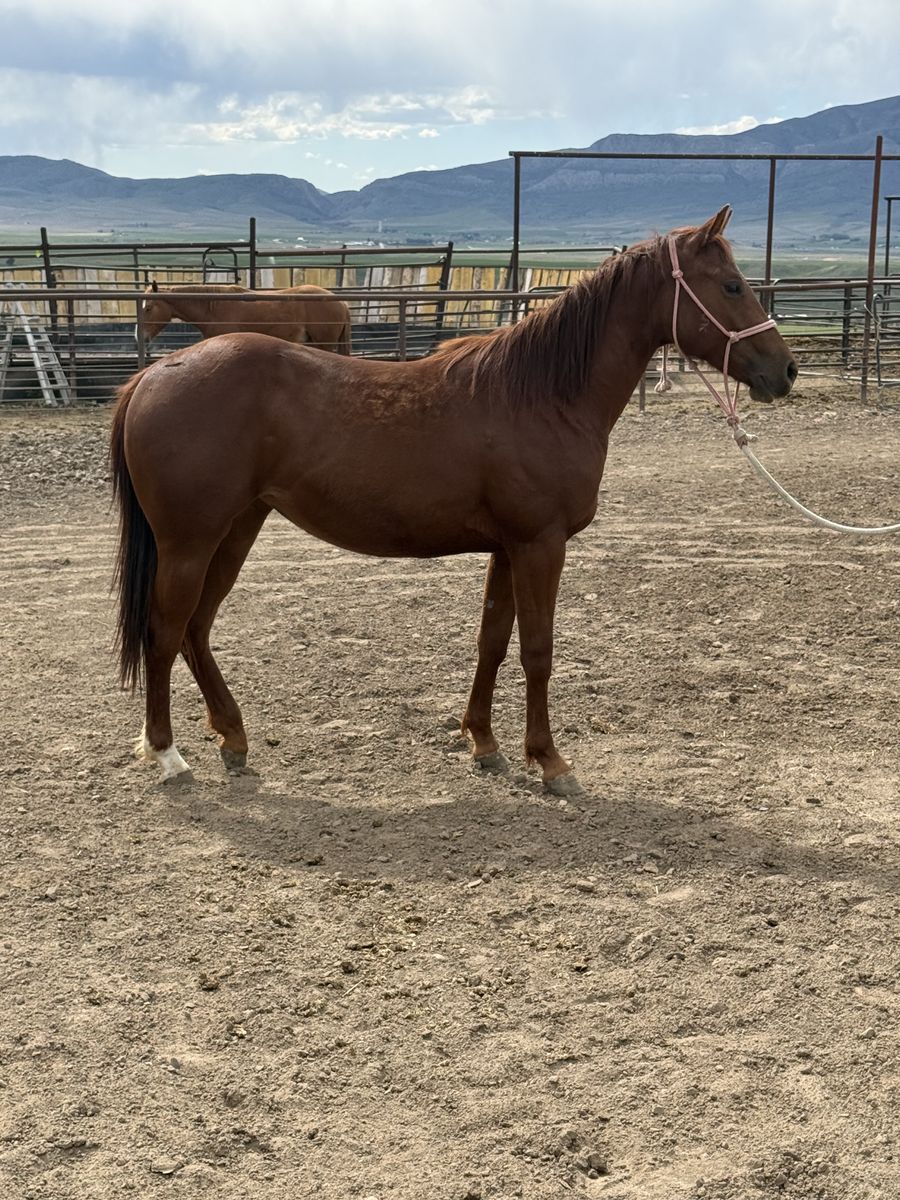 2 year old prospect