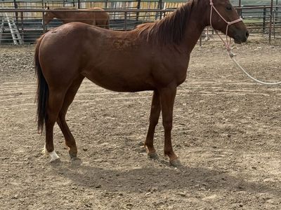 2 year old prospect
