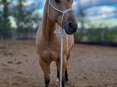 Grade 5 year old Gelding