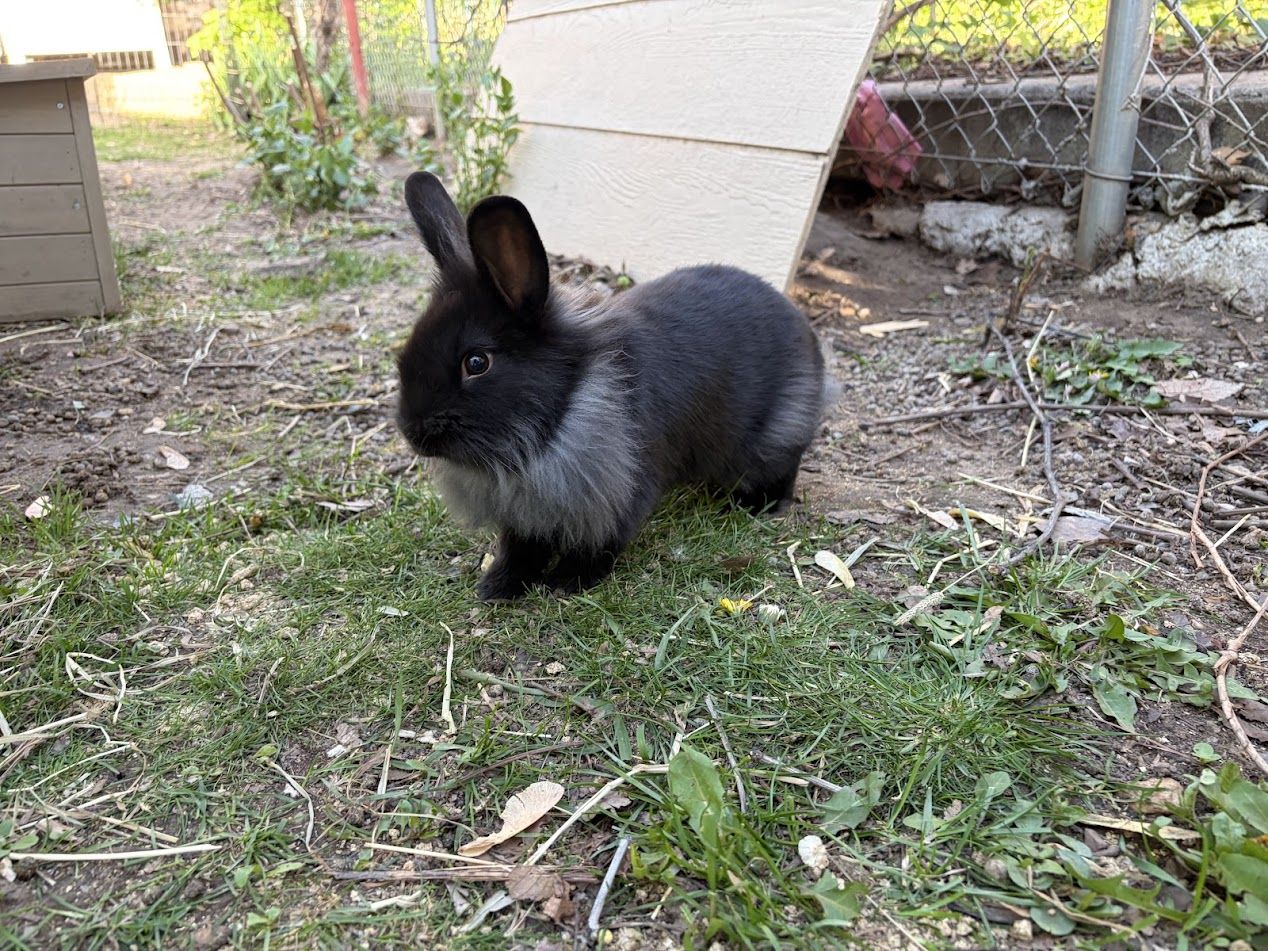 Help! We have too many bunnies! Roxy was not a girl!