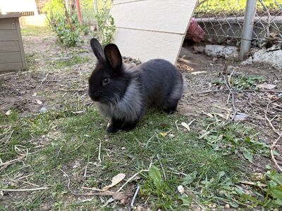 Help! We have too many bunnies! Roxy was not a girl!