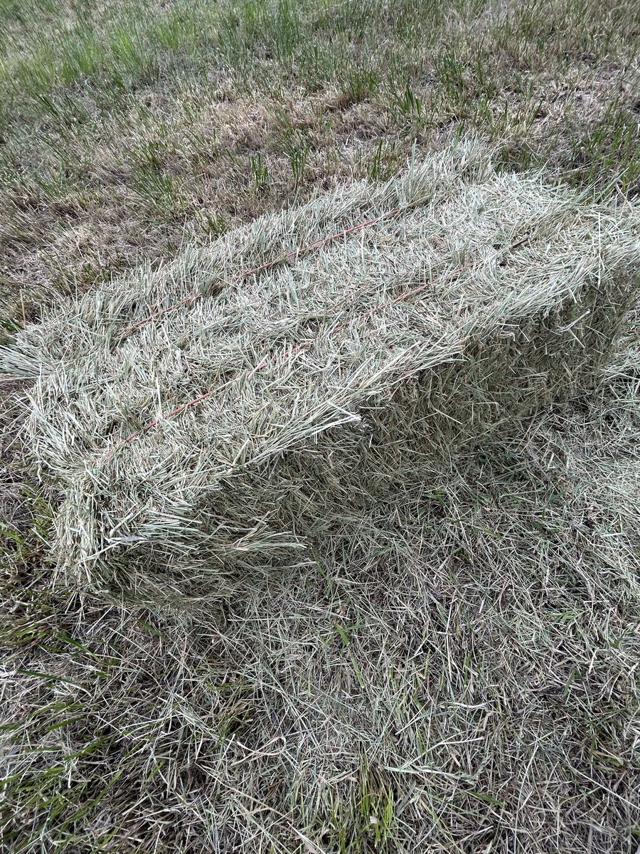 Grass Hay