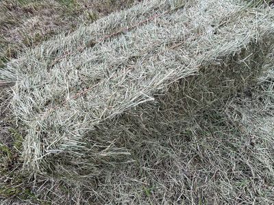 Grass Hay