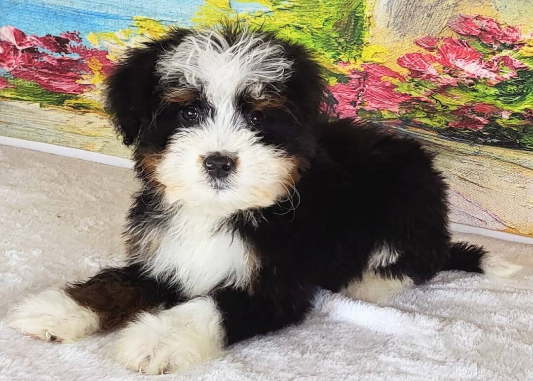 Tri Bernedoodle - Girl Essie $2400