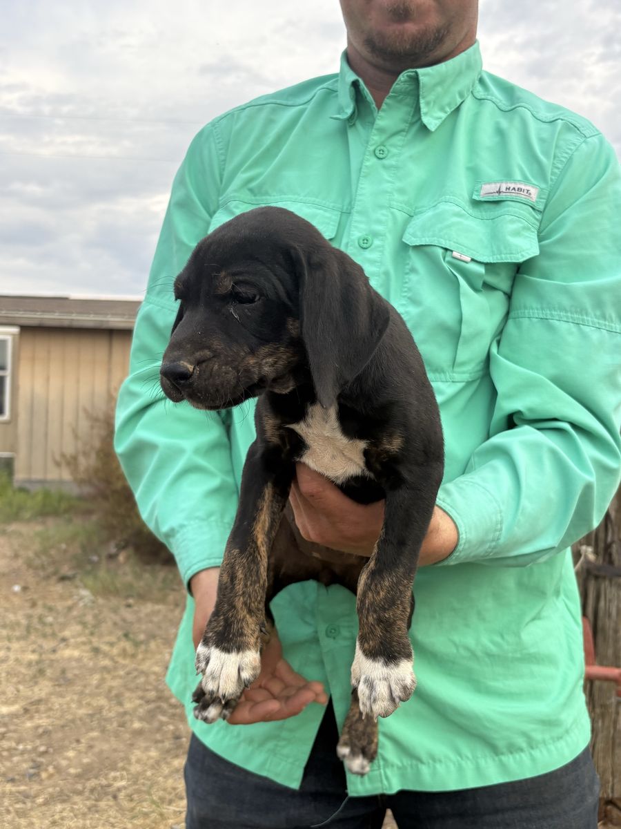 Catahoula Leopard Dog / Black Mouth Cur Pups