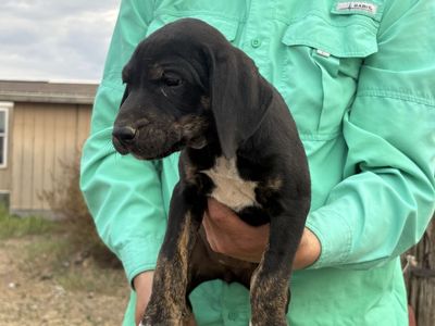 Catahoula Leopard Dog / Black Mouth Cur Pups
