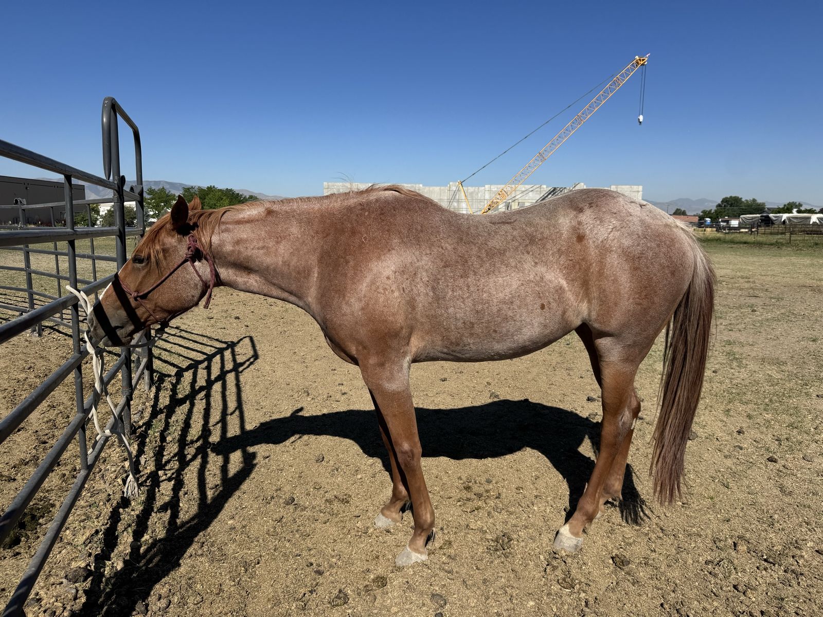 AQHA 2023 Peptoboonsmal Mare