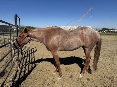 AQHA 2023 Peptoboonsmal Mare