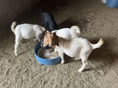 Boer