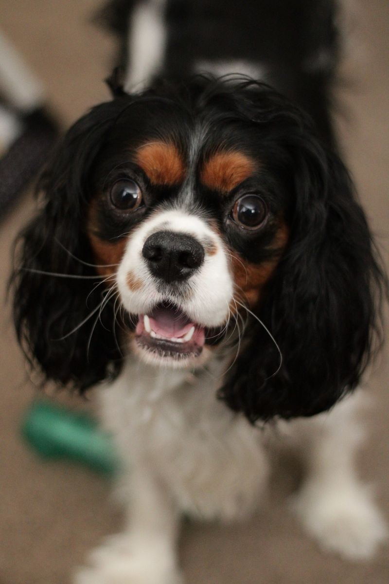 Cavalier King Charles Spaniel (7years old - male neutered)