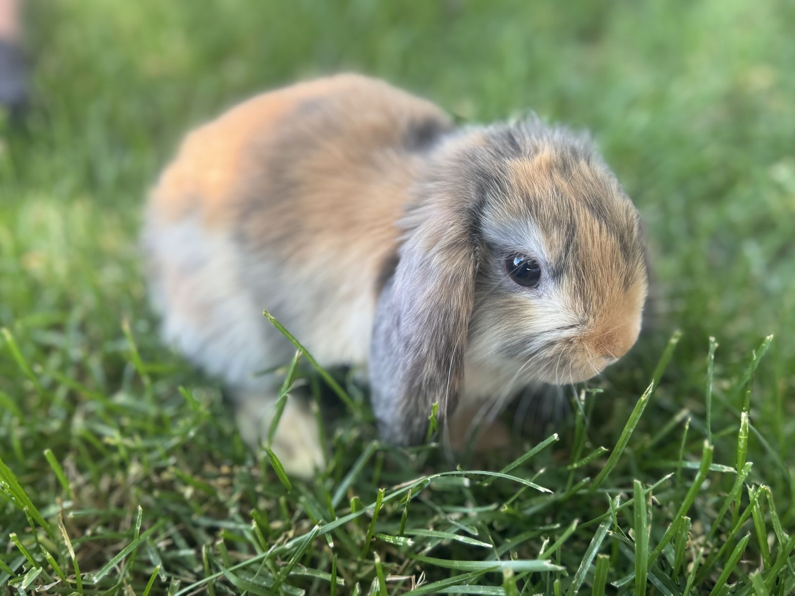 Pedigreed Holland Lop Bunny- Buck