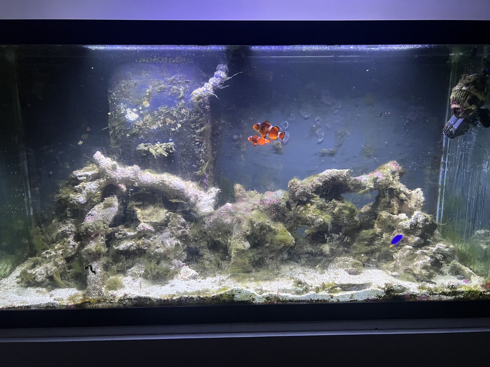 40 lbs live tongan rock for saltwater tank
