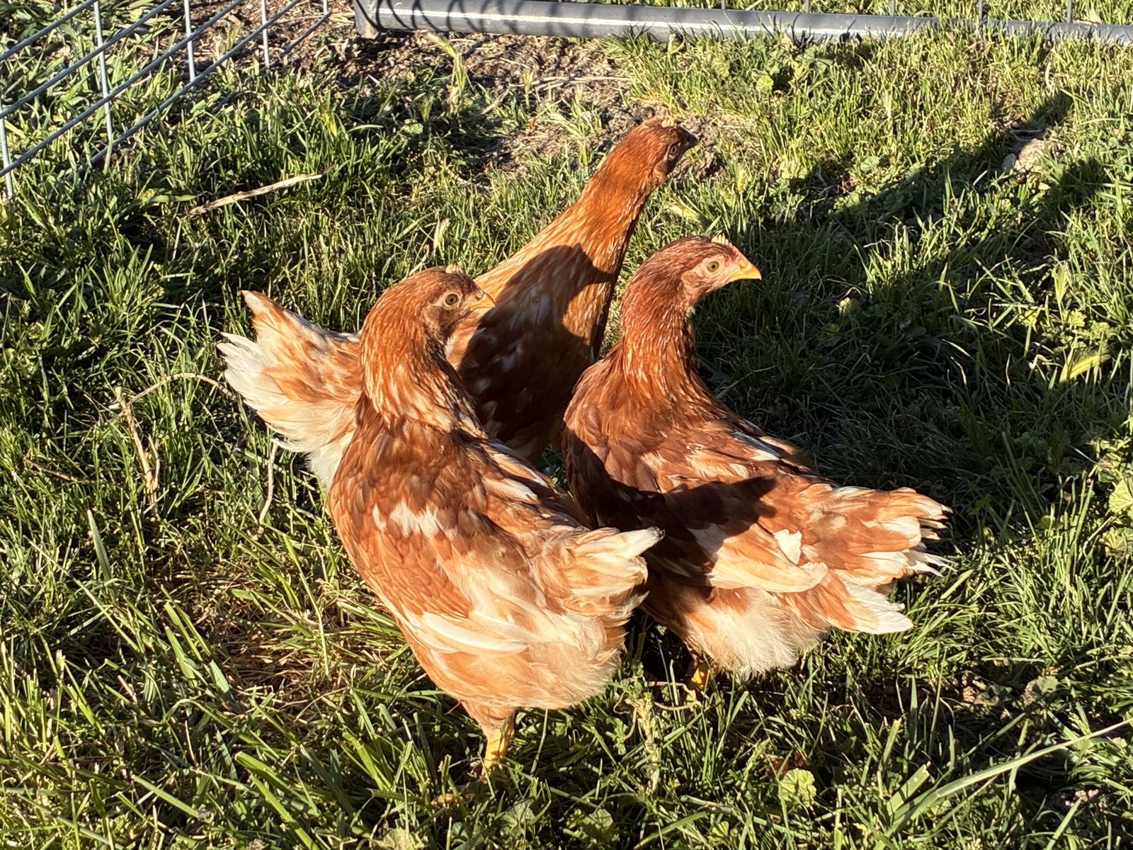 3 gold Comet Hens.