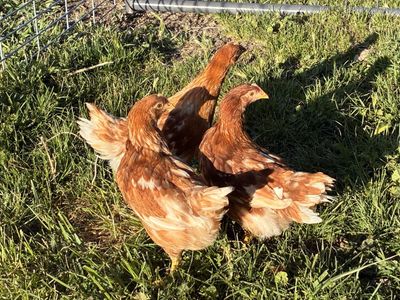 3 gold Comet Hens.