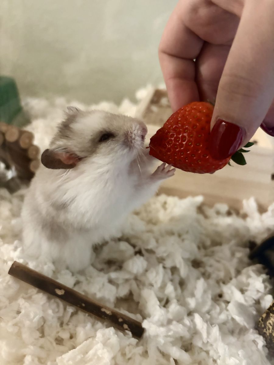 Hamster+ Complete Setup