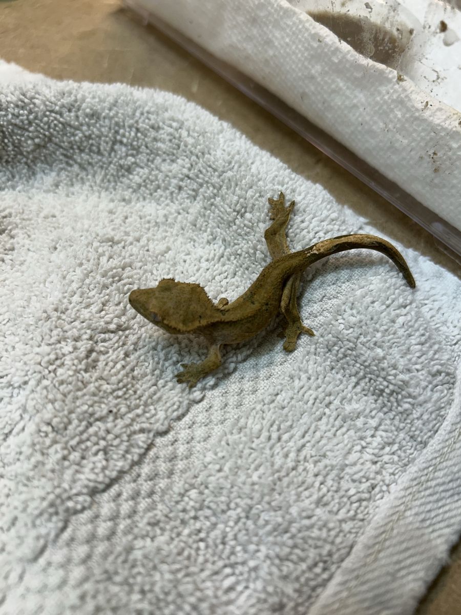 Crested Gecko - Juvenile Pet Lizard