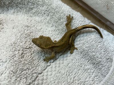 Crested Gecko - Juvenile Pet Lizard