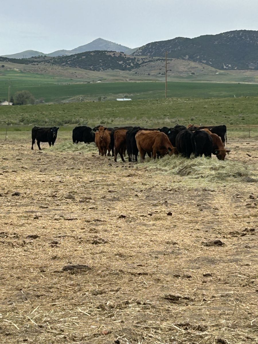 Age 3 to 7.   Fall bred cows. 71 head. 2 Hereford bulls