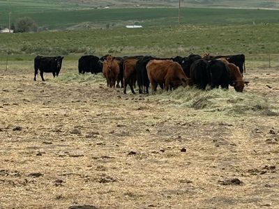 Age 3 to 7. Fall bred cows. 71 head. 2 Hereford bulls