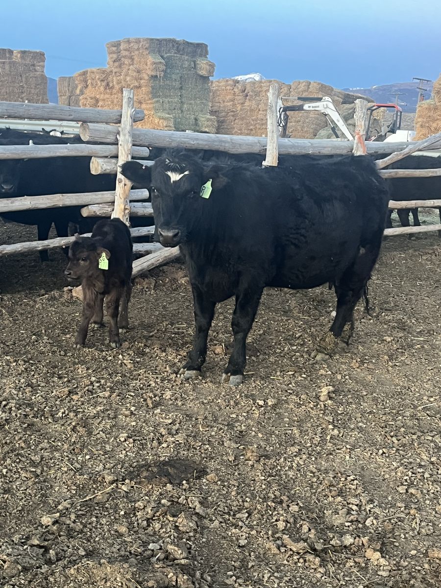 First Time  Sim/Angus Heifer Pairs Calf
