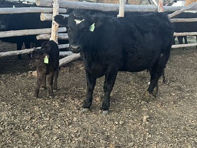 First Time Sim/Angus Heifer Pairs Calf