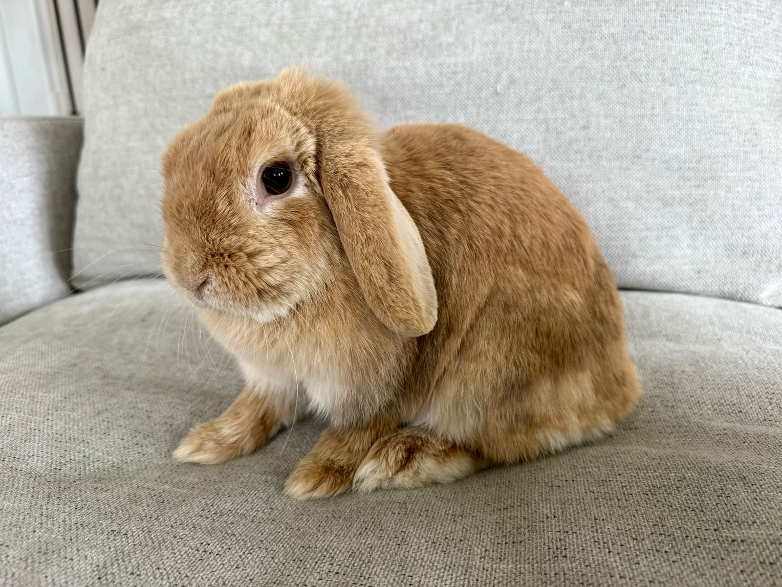 Beautiful holland lop doe— best ever proven mama!!