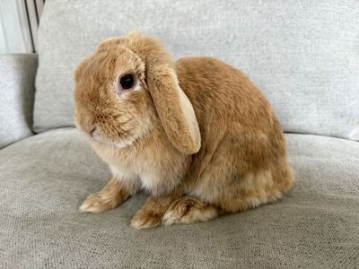 Beautiful holland lop doe— best ever proven mama!!