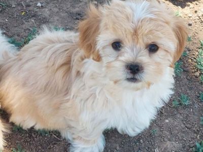 Malshipoo