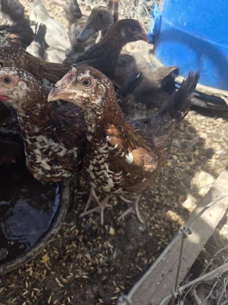 Speckled Sussex Chicks