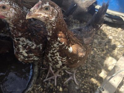 Speckled Sussex Chicks