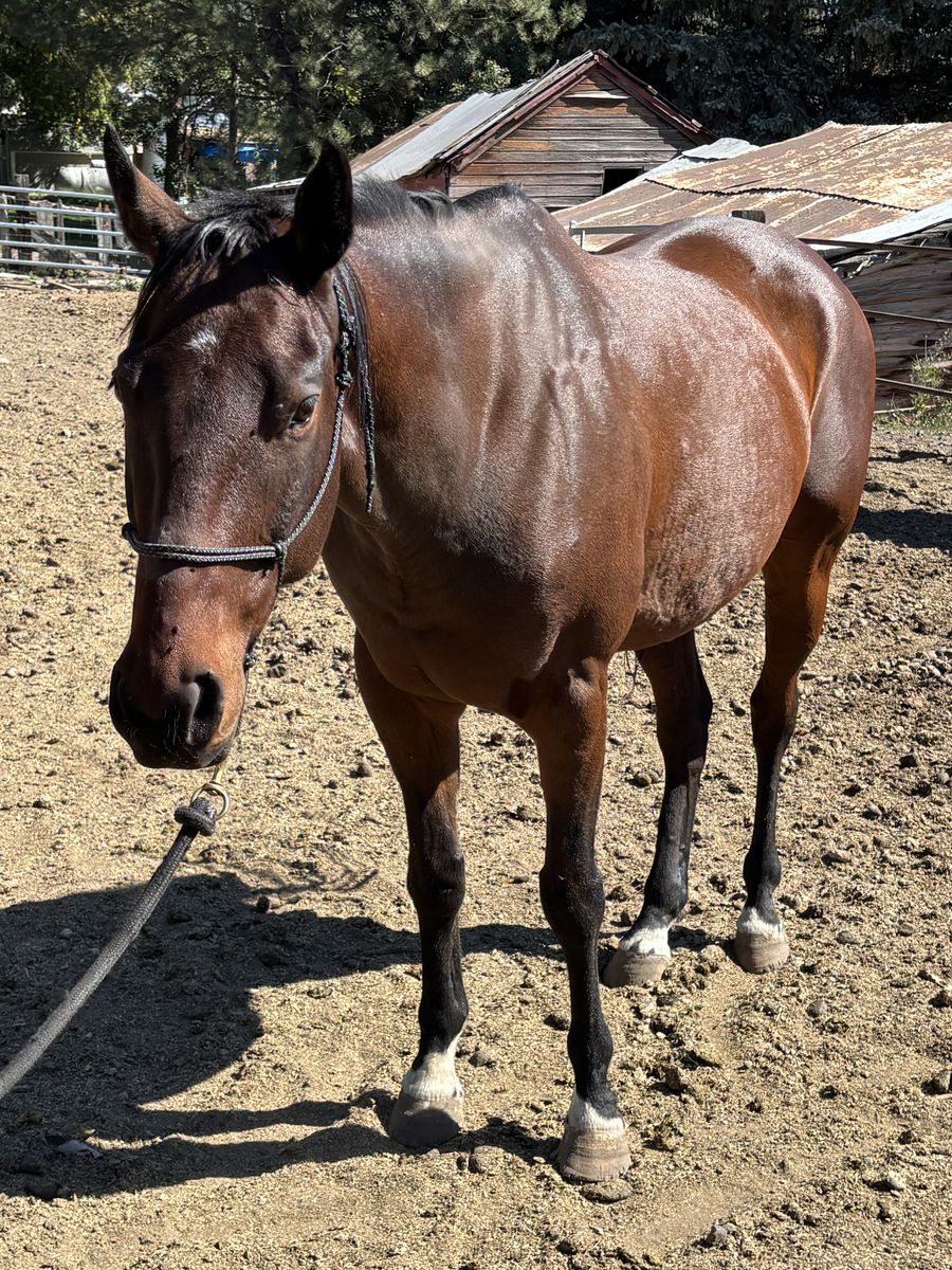 13 year old Mountain Horse