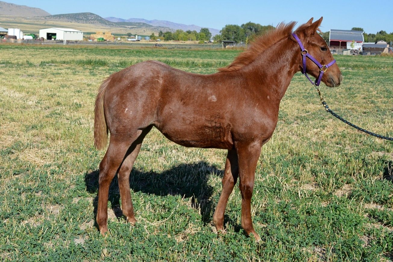 YearlIng Red Roan