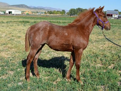 YearlIng Red Roan