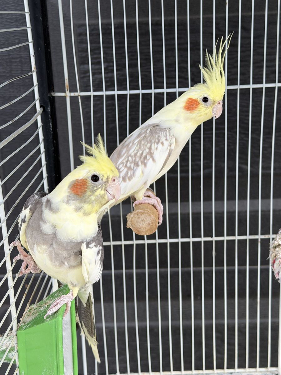 Cockatiels for sale!
